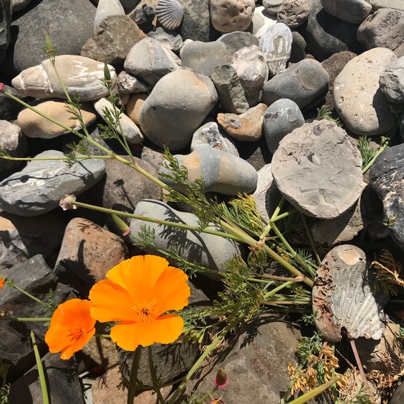 Meet your Posher, Christina - Picture 2 of 2